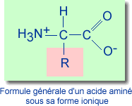 Formule générale d'une acide aminé