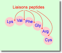 Exemple de liaisons peptidiques