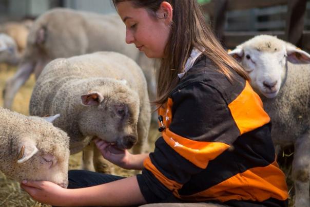 Etudiante avec moutons Vétérinaire