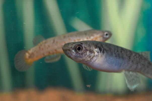 The mangrove rivulus hermaphrodite (foreground) and male (background)