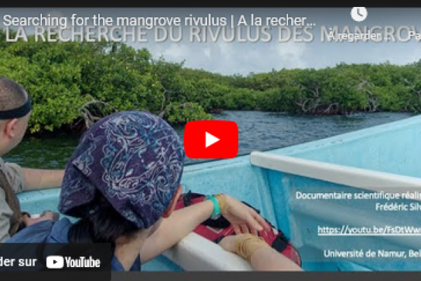 Reportage Rivulus des mangroves Frédéric Silvestre