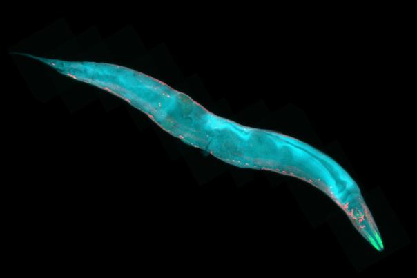 Caenorhabditis elegans (C. elegans)