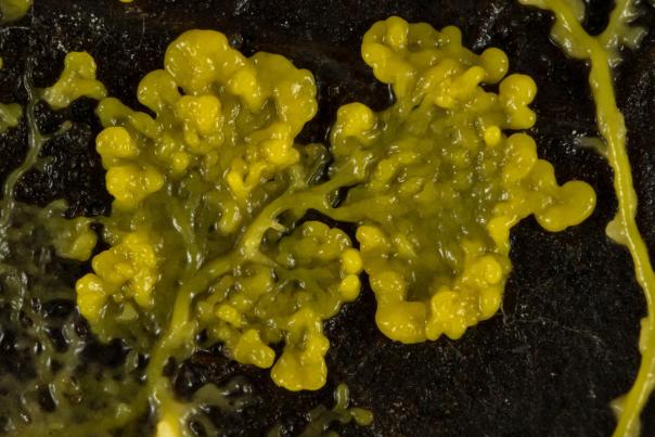 Physarum polycephalum