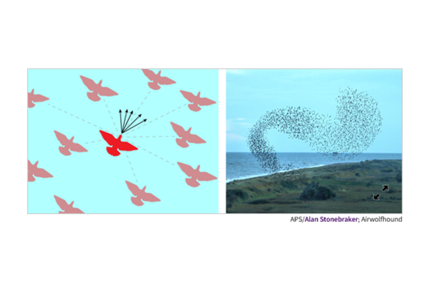 Schema d'oiseaux en vol et image d'un vol groupé d'oiseaux
