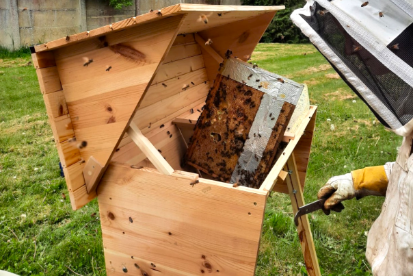 Photo d'un apiculteur devant une ruche ouverte (Carmel, campus UNamur)
