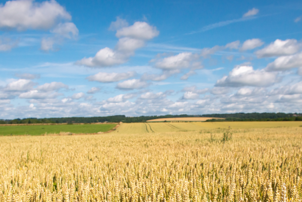 Un champs de blé sous un ciel bleu illustrant l'Observatoire Universitaire de Médecine Rurale de l'UNamur