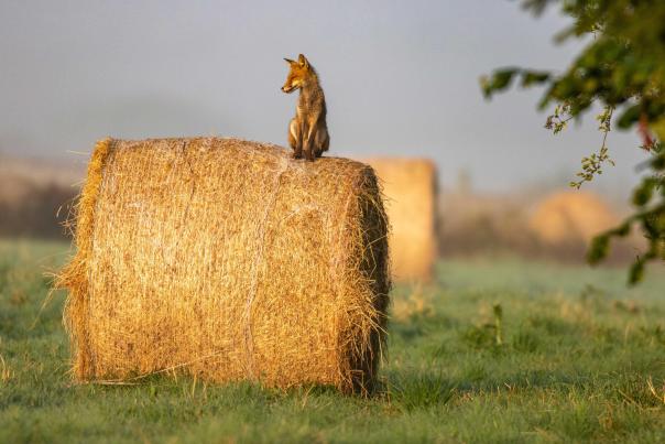 "le roi de la forêt" - Photo d'un renard perché sur une meule de paille (c) Daniel Steenhaut