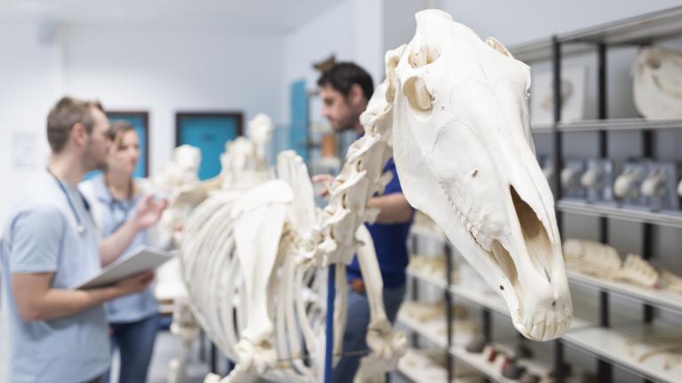 Travaux pratiques en médecine vétérinaire