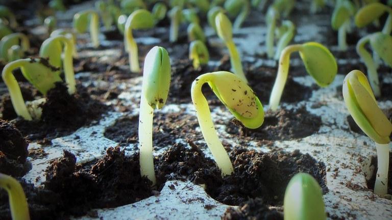 Des pouces de plantes 