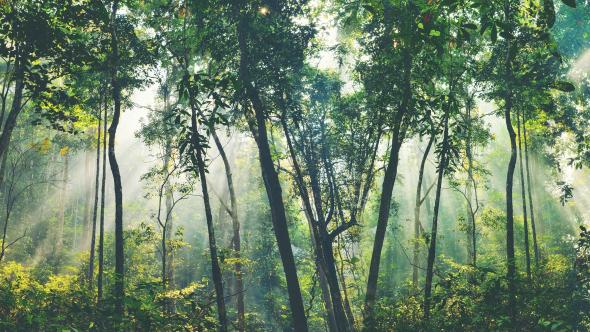 Image d'une forêt