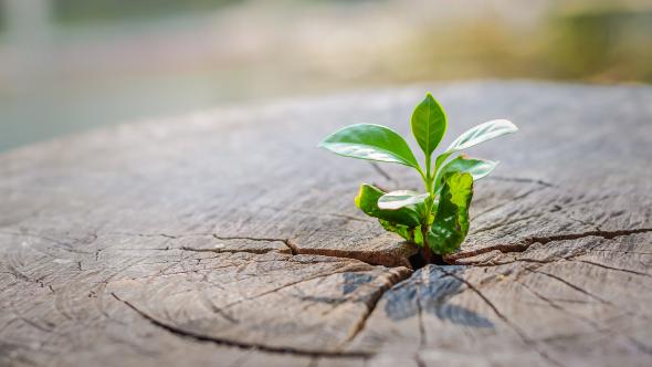 Photo d'une plante qui pousse sur un tronc d'arbre coupé