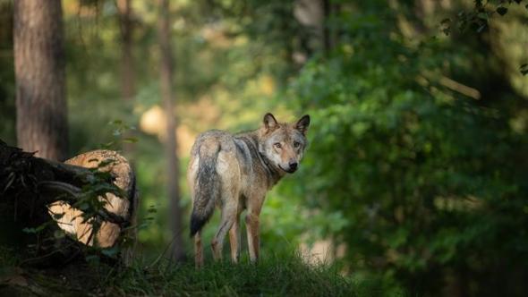 Gros plan sur un loup