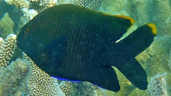 Photo d'un poisson (le gregoire d'Australie) - crédit photo Dr. Anne Hoggett
