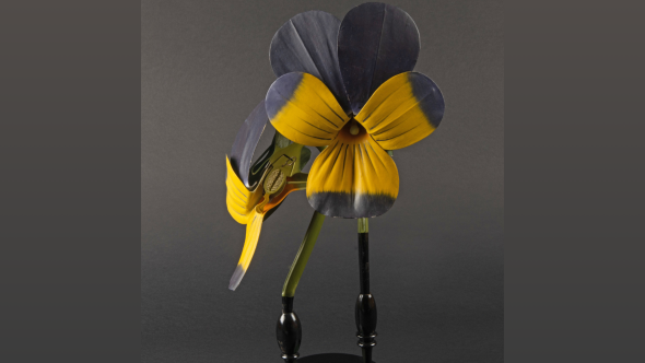 Exemple d'une fleur, patrimoine de la BUMP en botanique