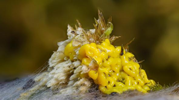 Physarum polycephalum