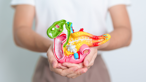 pancreas