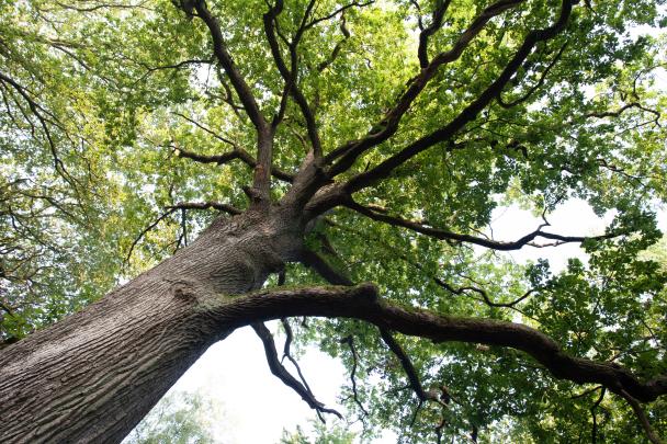 Haugimont - Forêt (c) Daniel Steenhaut