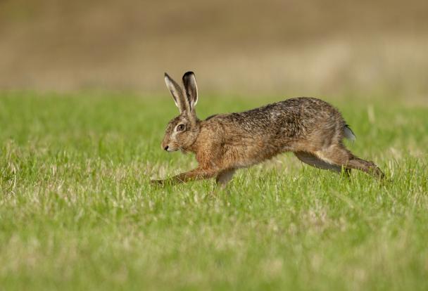 Haugimont - Lièvre (c) Daniel Steenhaut