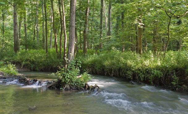 Haugimont - Forêt (c) Daniel Steenhaut