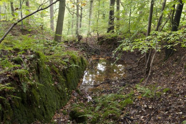 Haugimont - Forêt (c) Daniel Steenhaut