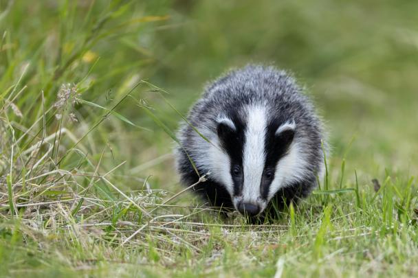 Haugimont - Blaireau (c) Daniel Steenhaut