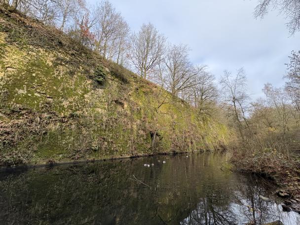 Haugimont - Forêt (c) Daniel Steenhaut