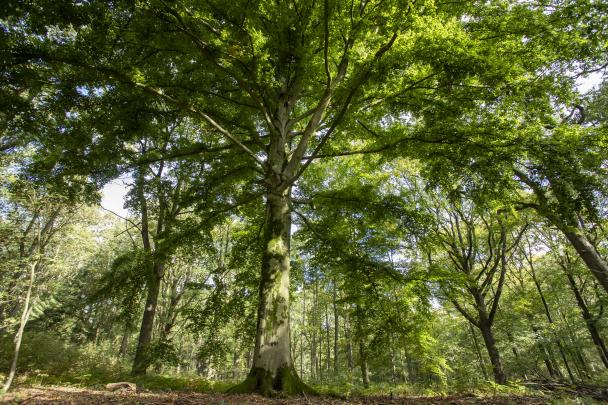 Haugimont - Forêt (c) Daniel Steenhaut