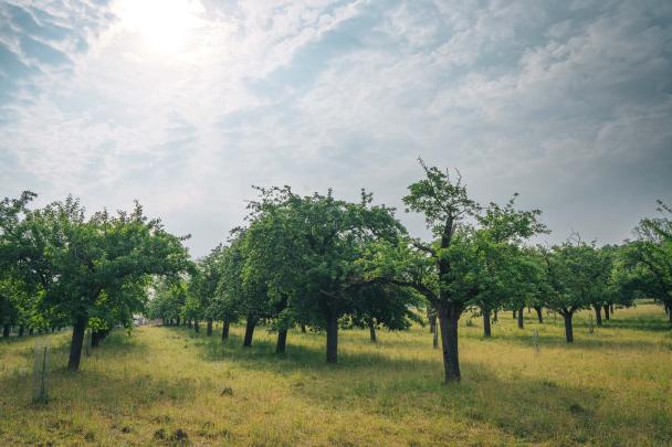 Haugimont - Verger (c) Thomas Meunier