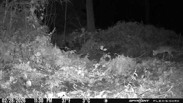 Renard observé de nuit via camera 4G alimentée par l'énergie solaire