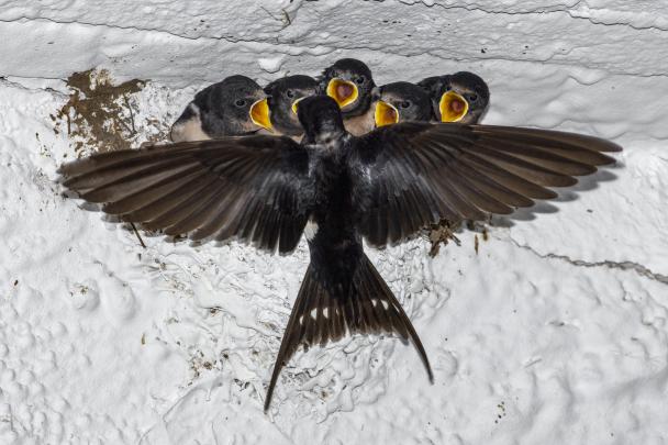 Haugimont - Hirondelles (c) Daniel Steenhaut