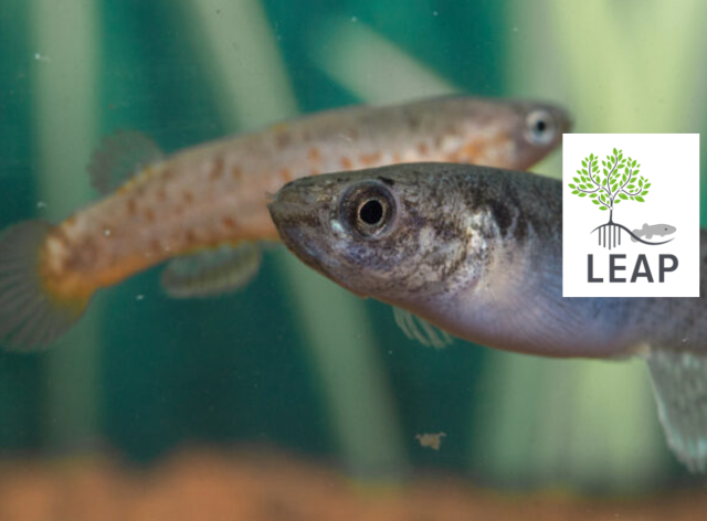 Rivulus des Mangroves et logo LEAP