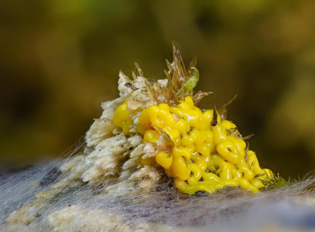 Physarum polycephalum