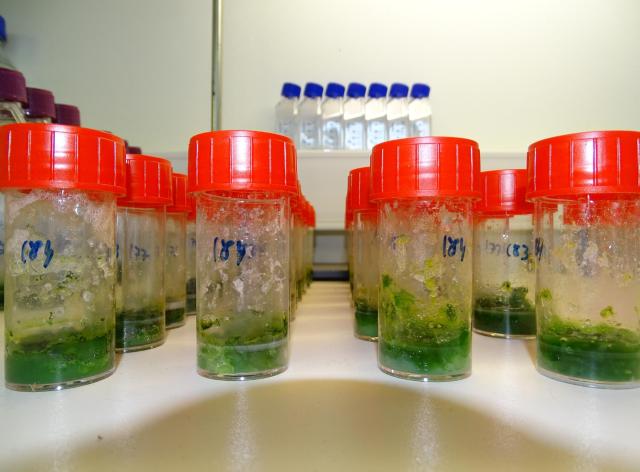 Fioldes contenant un produit chimique vert