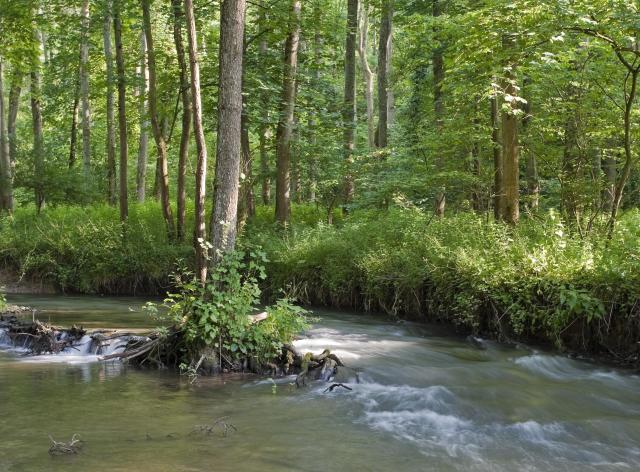 Rivière du Domaine d'Haugimont (c) Daniel Steenhaut