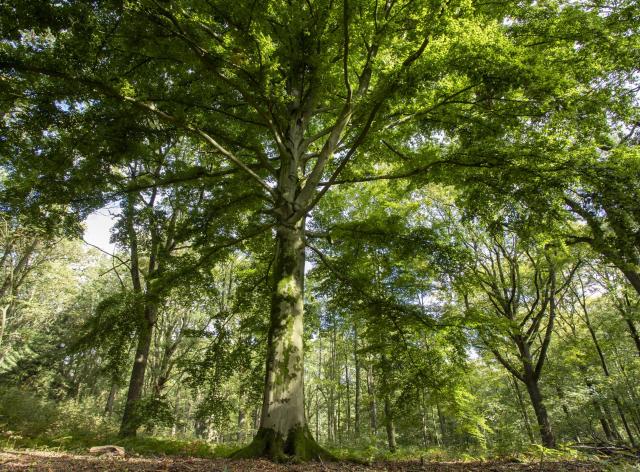 Haugimont - Forêt (c) Daniel Steenhaut
