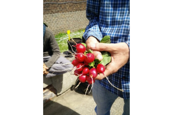 Potager de l'UNamur