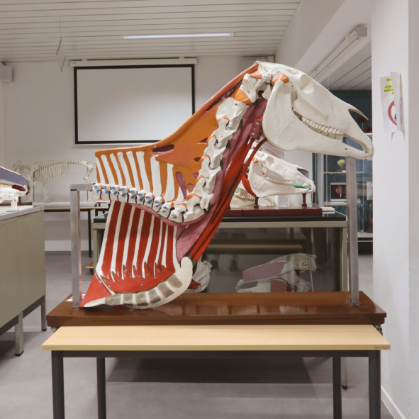 Objet d'anatomie, patrimoine BUMP médecine vétérinaire