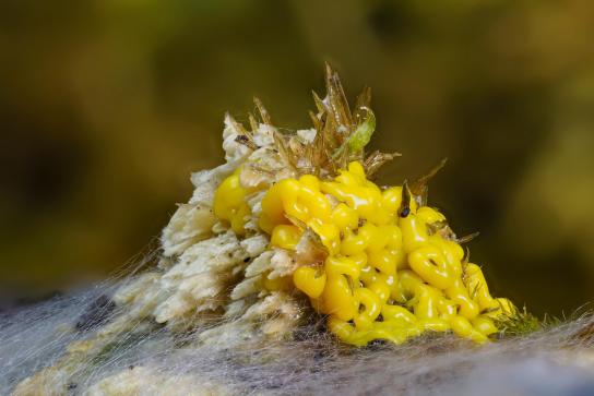 Physarum polycephalum