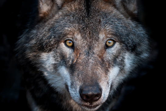 Loup UNamur