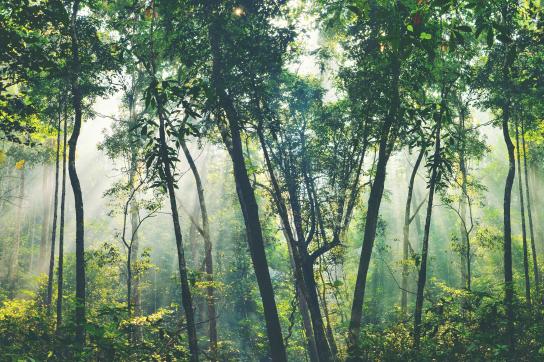 Image d'une forêt