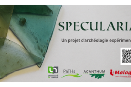 Specularia