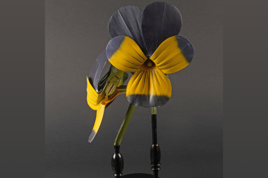 Exemple d'une fleur, patrimoine de la BUMP en botanique
