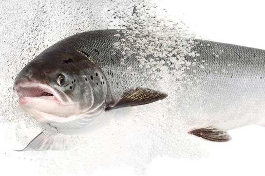 Adult salmon - Credit Jorgen Wiklund