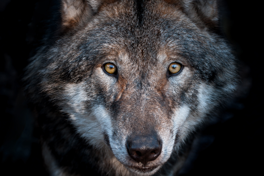 Loup UNamur