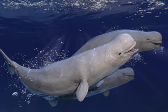 Beluga-LEAP